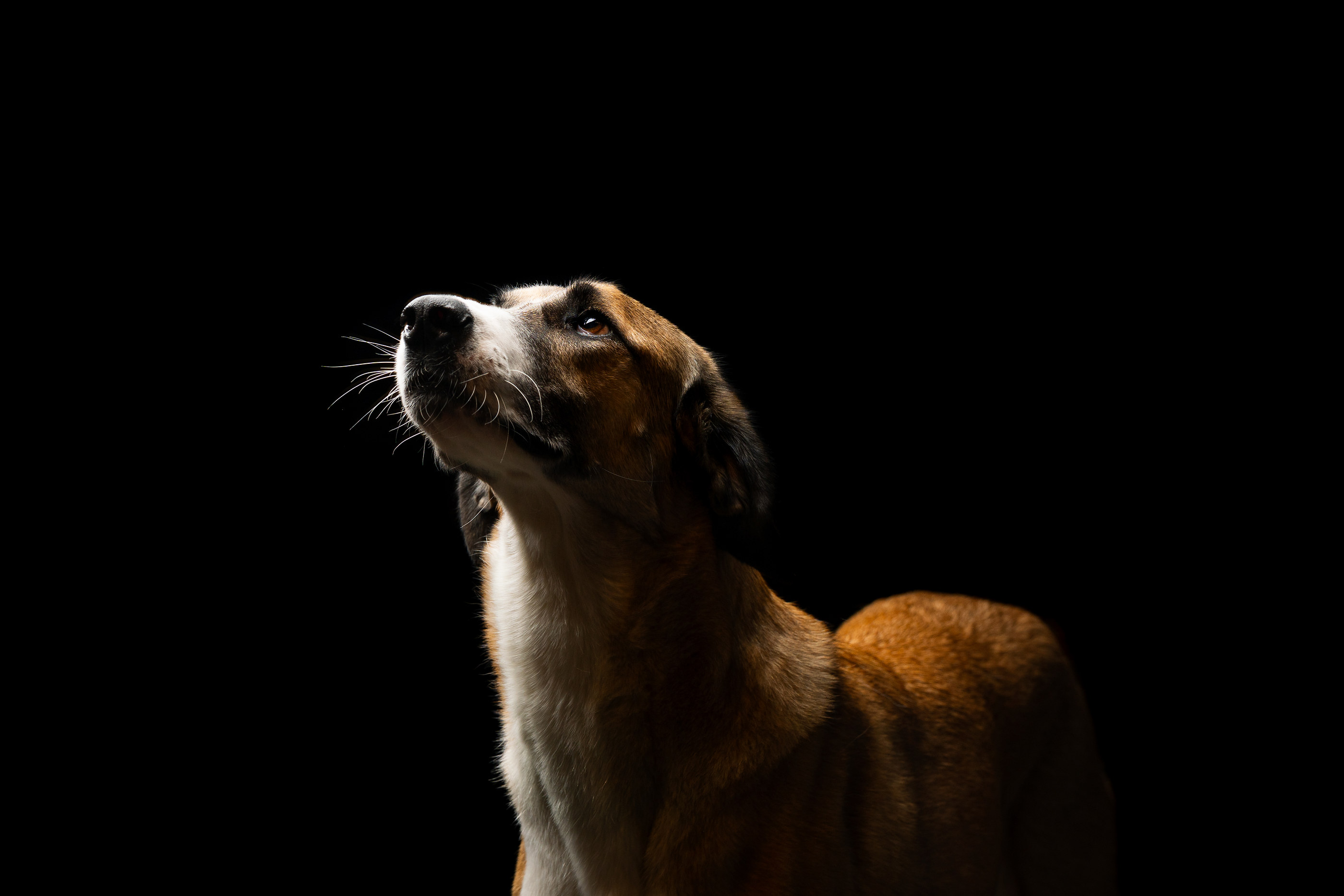 Brauner Mischlingshund blickt im Studio nach oben